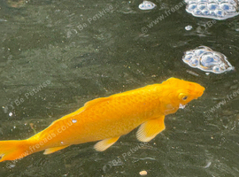 Japanese Yamabuki Ogon