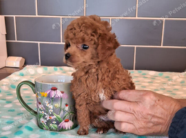 TINY HALF ASIAN TOY POODLES
