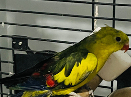 Rock pubbler parrot