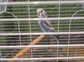 Baby budgie