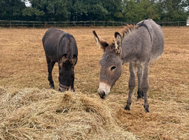 Pair of bonded donkeys
