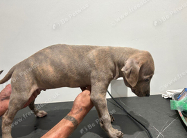 Saluki bull x whippet bull
