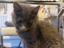 A longhair British kitten for sale in Cardiff.