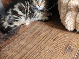 Female 5 month ginger silver tabby ,