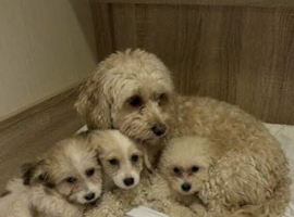 Maltipoo puppy