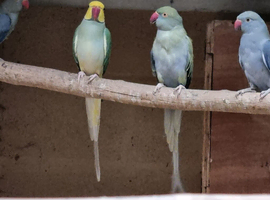 MUTATION RINGNECKS