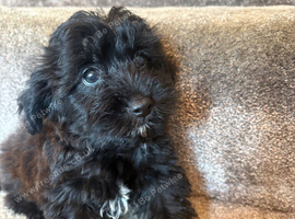 Beautiful F1 yorkiepoo READY NOW