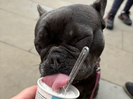 Frenchie