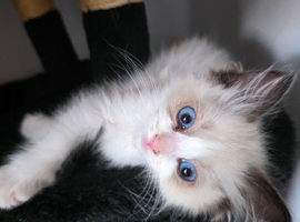 Ragdoll pedigree