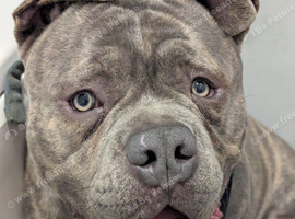 Pocket bully x cane corso