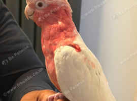 Handreard baby lutino galah cockatoo for sale or px