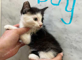 Mixed breed kittens