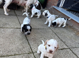 6 beautiful sprocker cross puppy's for sale