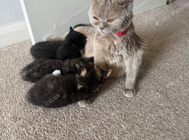 6 Adorable Kittens Looking for Loving Homes