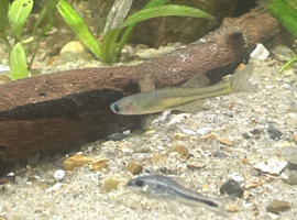 5 juvenile spotted blue eye rainbow fish