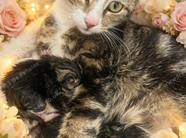 Kittens needing homes