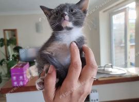 2 little girl grey and tortoiseshell looking for a new home