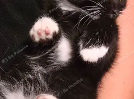 2 fluffy female kittens