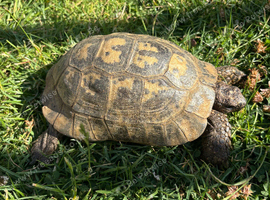 Hermanns Tortoise