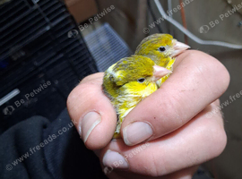Pair of Irish canaries