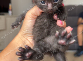 5 black and white kittens