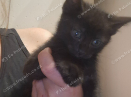 Kittens for sale!