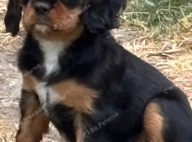 King Charles Cavalier Puppies