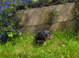 Long haired dachshunds puppies