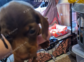 Mini dachshund puppy