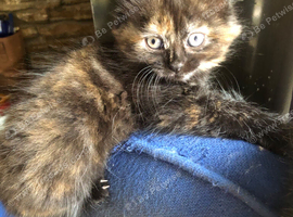 Gorgeous healthy playful kittens
