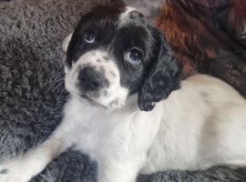 KC/DNA Healthy cocker spaniel pup