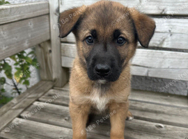 2 pups out of litter - Border Collie x German Shepard x Belgian Malanois