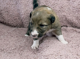 Stunning Merle Border Collie puppies for sale