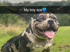 Dog for sale