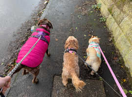 Dollys Pet Care