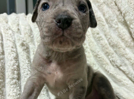 Cane corso