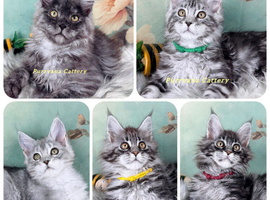 TICA registration Maine coon kittens Ready Now