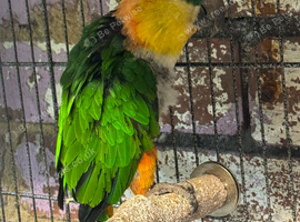 Black headed caique with cage.