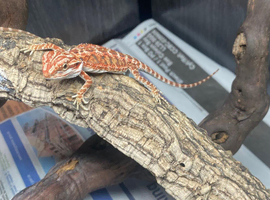 Red Monster x Blue Bar Bearded Dragons at Birmingham Reptiles