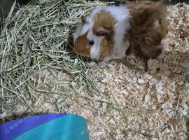 Two Male Guinea pigs