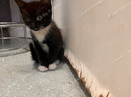 Kittens for sale
