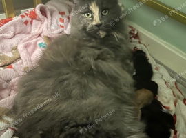 Lovely Maine coon kittens looking for their new homes
