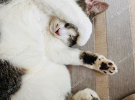 Beautiful natured Tabby and White Girl