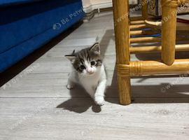 beautiful mixed-breed kittens looking for loving homes.