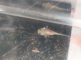 Leucistic 'pink' Axololts