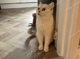 British shorthaired female
