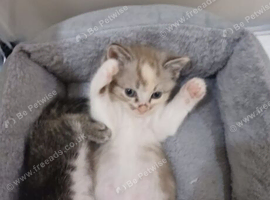7wks old female