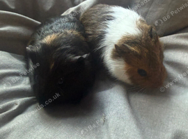 Guinea pigs
