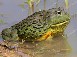 Giant african bullfrog wanted