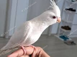 Tamed Albino Cockataiel